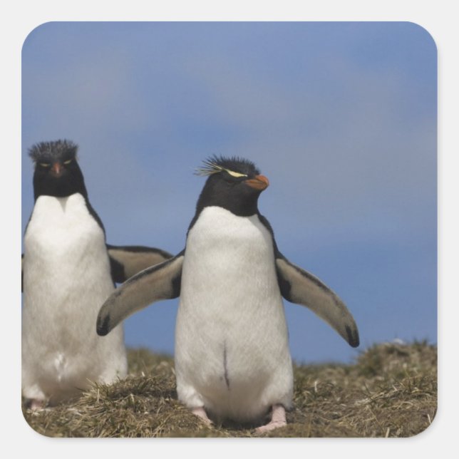Rockhopper Penguins Eudyptes chrysocome Square Sticker (Front)