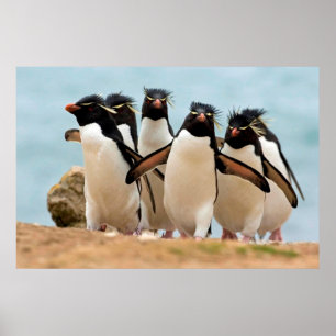 Rockhopper Penguins Poster from 8.99