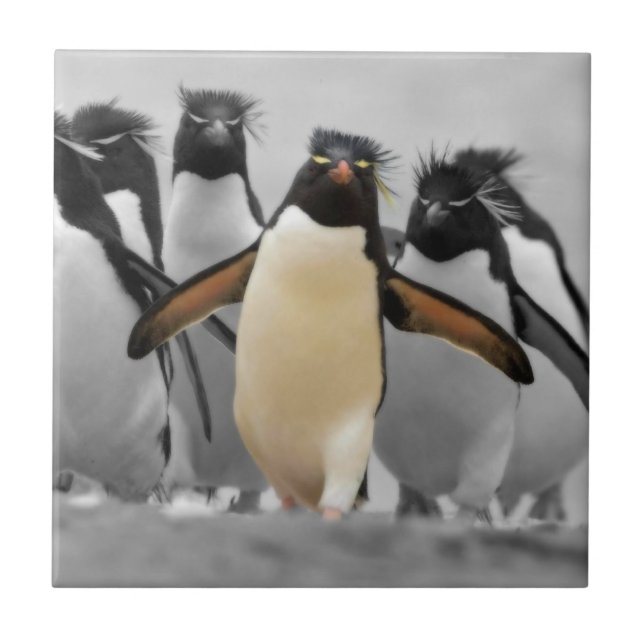 Rockhopper Penguins Tile (Front)