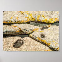Rocks and Tide Pools in Maine Nature Archival