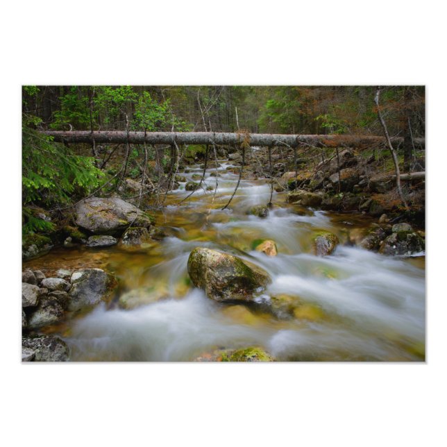 Rocky forest creek photo print (Front)