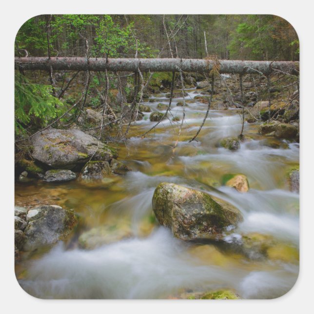 Rocky forest creek sticker (Front)