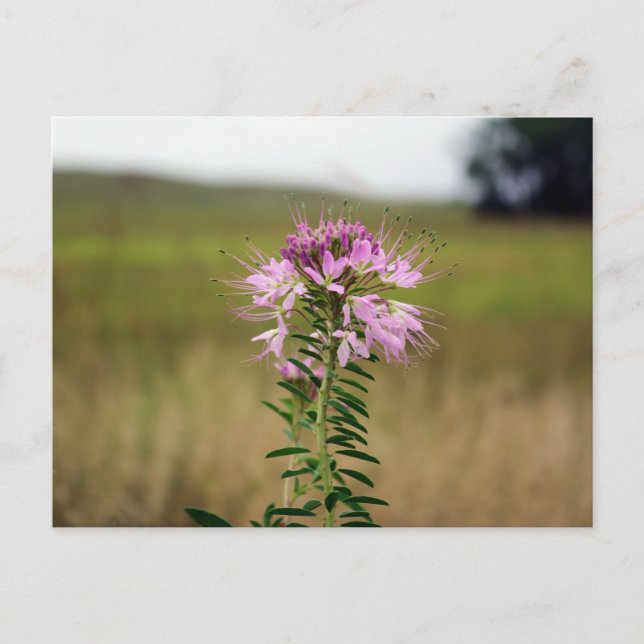 Rocky Mountain Beeplant Postcard (Front)