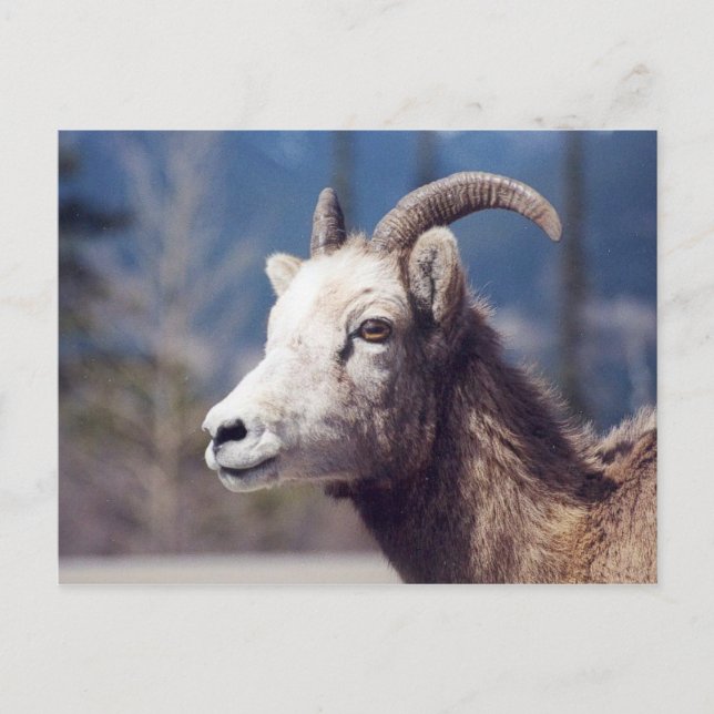 Rocky Mountain Big Horn Sheep Postcard (Front)