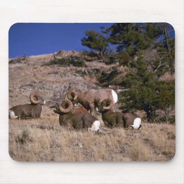 Rocky mountain bighorn sheep (band of bachelor ram mouse mat (Front)