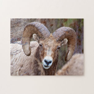 Rocky Mountain Bighorn Sheep Jigsaw Puzzle