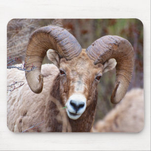 Rocky Mountain Bighorn Sheep Mouse Mat