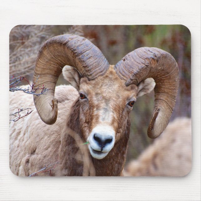 Rocky Mountain Bighorn Sheep Mouse Mat (Front)