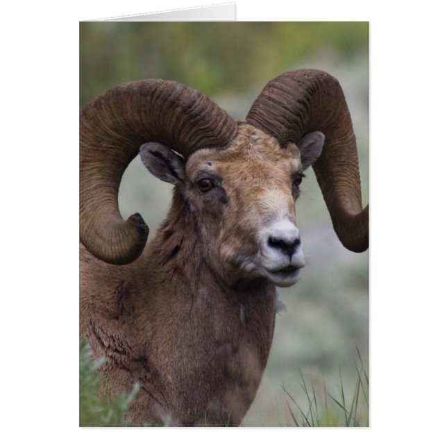 Rocky Mountain Bighorn Sheep Ram (Front)