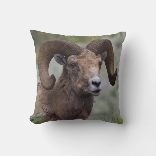 Rocky Mountain Bighorn Sheep Ram Cushion (Front)