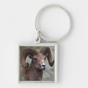 Rocky Mountain Bighorn Sheep Ram Key Ring