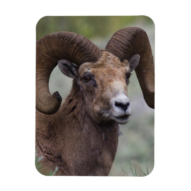 Rocky Mountain Bighorn Sheep Ram Magnet (Vertical)