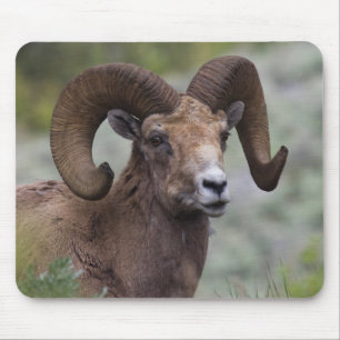 Rocky Mountain Bighorn Sheep Ram Mouse Mat