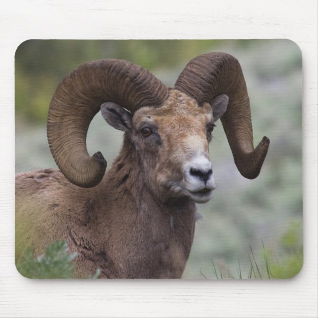 Rocky Mountain Bighorn Sheep Ram Mouse Mat (Front)