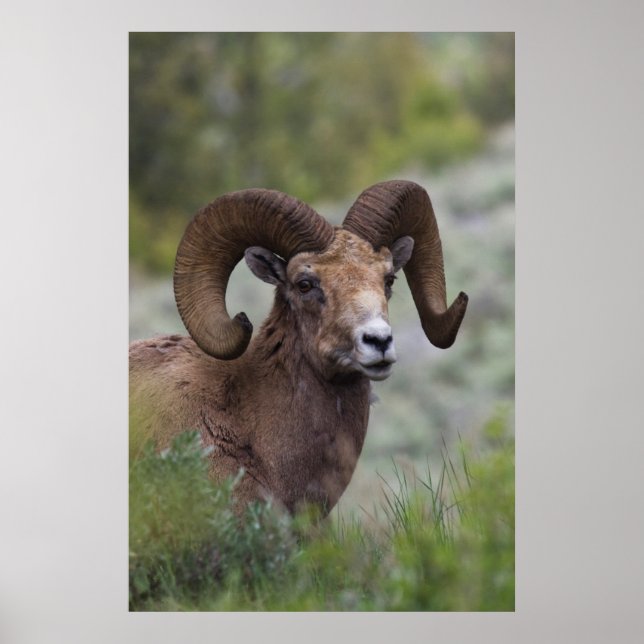 Rocky Mountain Bighorn Sheep Ram Poster (Front)