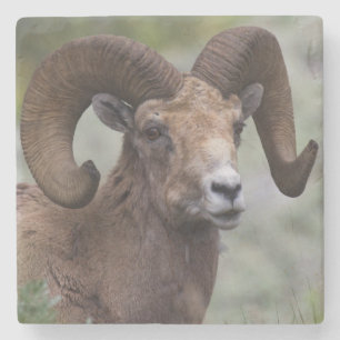Rocky Mountain Bighorn Sheep Ram Stone Coaster