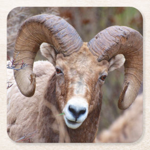 Rocky Mountain Bighorn Sheep Square Paper Coaster