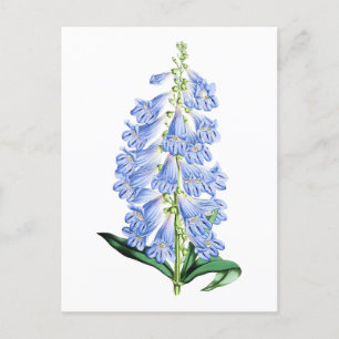 Rocky Mountain Blue Vintage Botanical Postcard