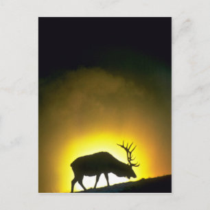 Rocky Mountain bull elk, Yellowstone National Park Postcard