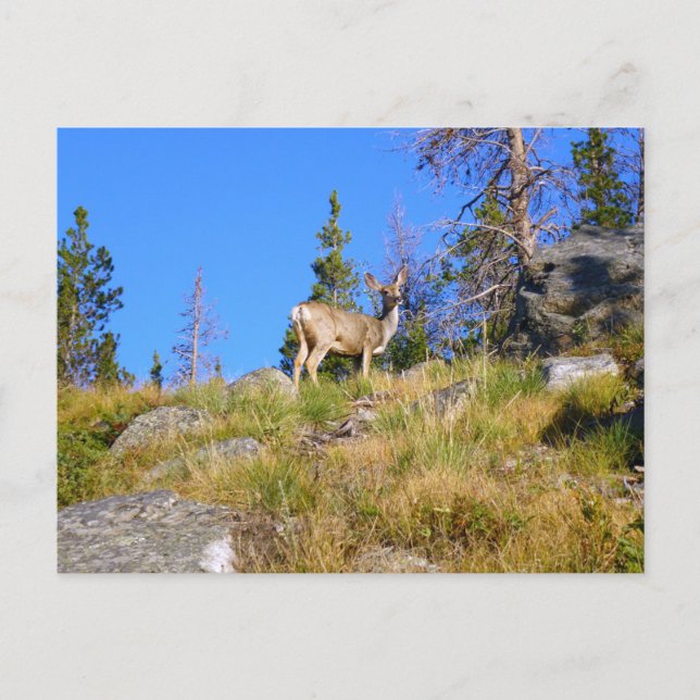 Rocky Mountain Deer Postcard (Front)