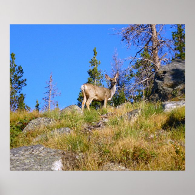 Rocky Mountain Deer Poster (Front)