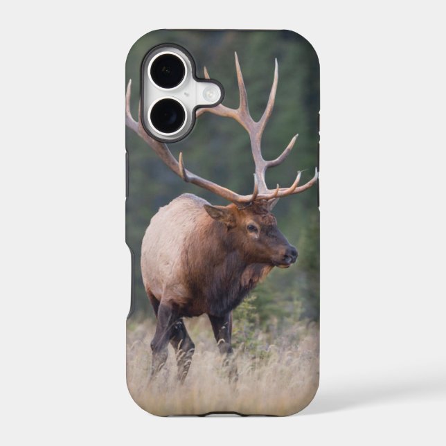 Rocky Mountain Elk (Back)