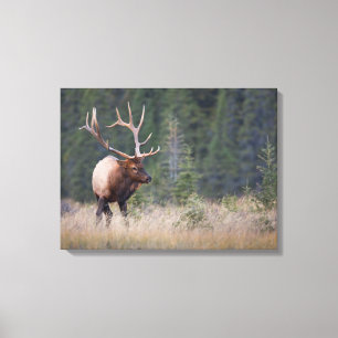 Rocky Mountain Elk Canvas Print