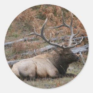 Rocky Mountain Elk Classic Round Sticker
