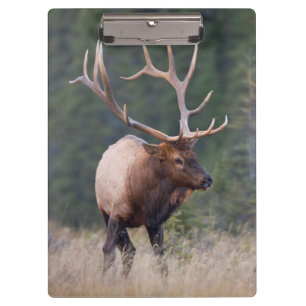 Rocky Mountain Elk Clipboard