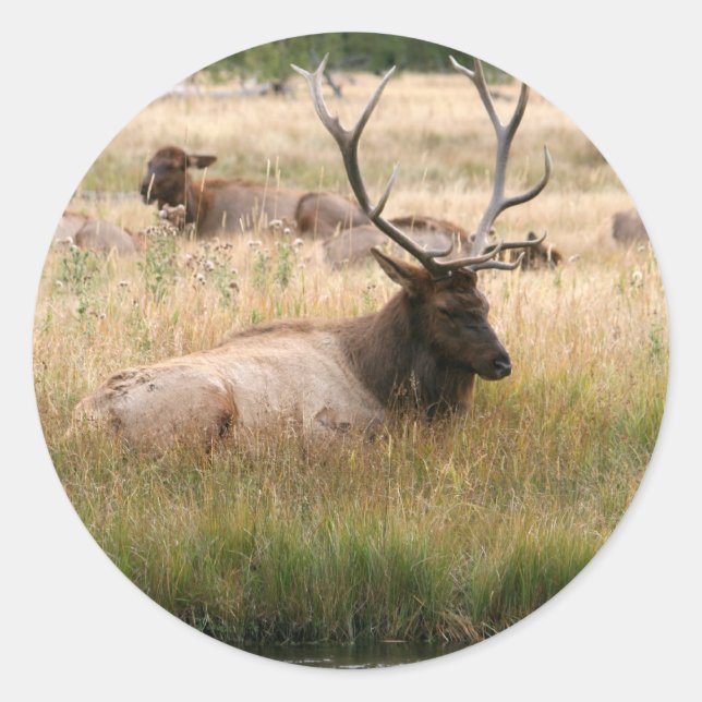 Rocky Mountain Elk in the Grass Classic Round Sticker (Front)