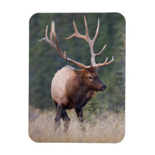 Rocky Mountain Elk Magnet