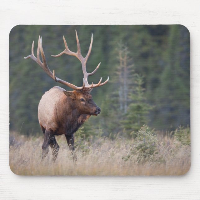 Rocky Mountain Elk Mouse Mat (Front)