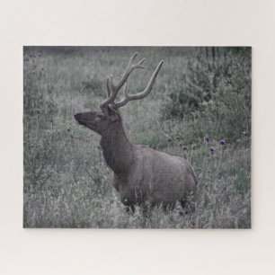 Rocky Mountain Elk - RMNP - 16x20 - 520 pcs Jigsaw Puzzle