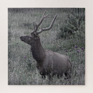 Rocky Mountain Elk - RMNP - 20x20 - 676 pcs. Jigsaw Puzzle