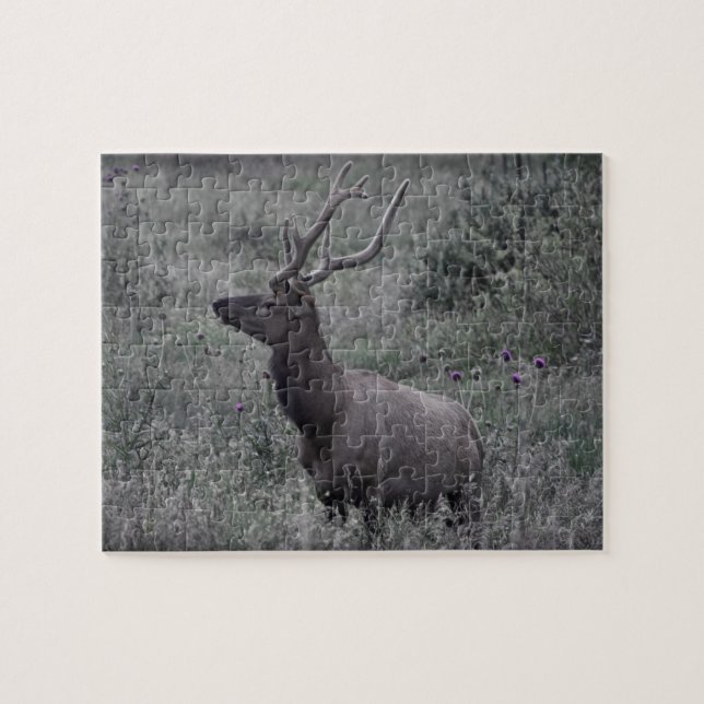 Rocky Mountain Elk - RMNP - 8x10 - 110 pc Jigsaw Puzzle (Horizontal)