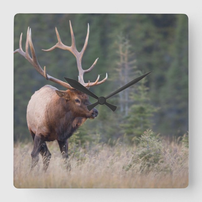 Rocky Mountain Elk Square Wall Clock (Front)