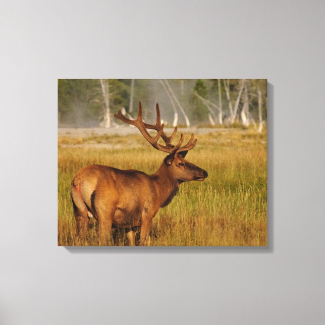 Rocky Mountain Elk | Yellowstone National Park Canvas Print (Front)