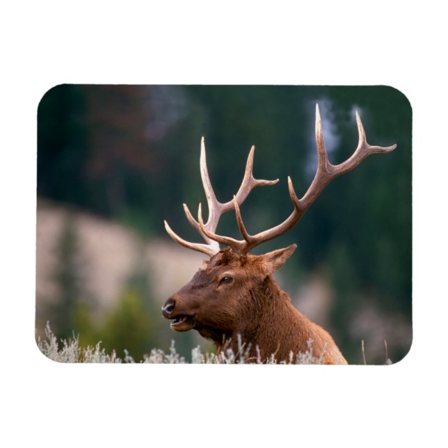 Rocky Mountain Elk Yellowstone National Park Magnet (Horizontal)