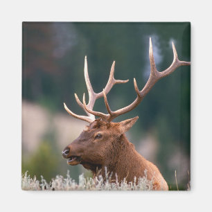 Rocky Mountain Elk Yellowstone National Park Magnet