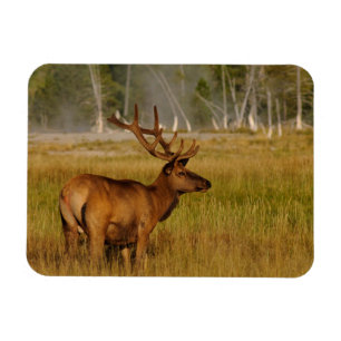 Rocky Mountain Elk   Yellowstone National Park Magnet