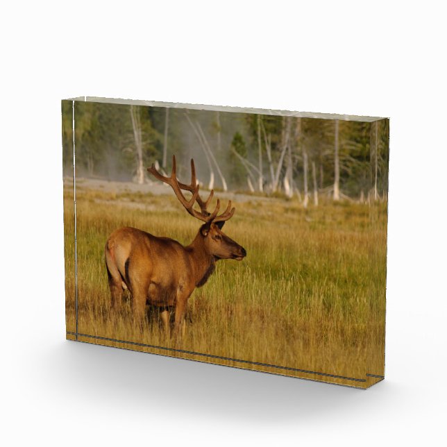 Rocky Mountain Elk | Yellowstone National Park Photo Block (Right)