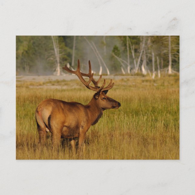 Rocky Mountain Elk | Yellowstone National Park Postcard (Front)