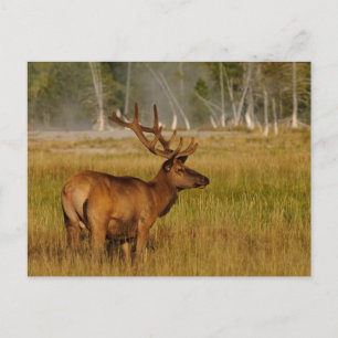 Rocky Mountain Elk   Yellowstone National Park Postcard