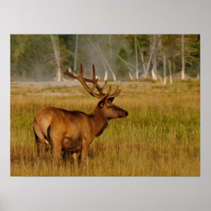 Rocky Mountain Elk Yellowstone National Park Poster