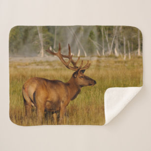 Rocky Mountain Elk   Yellowstone National Park Sherpa Blanket