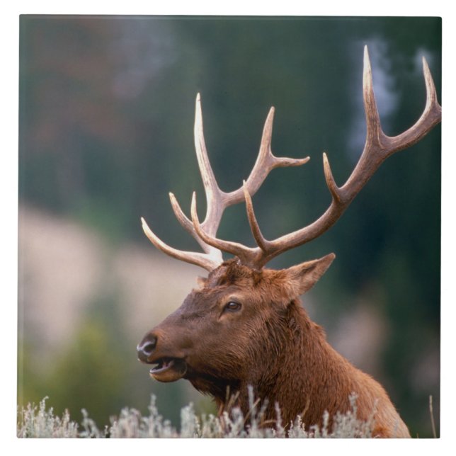 Rocky Mountain Elk Yellowstone National Park Tile (Front)