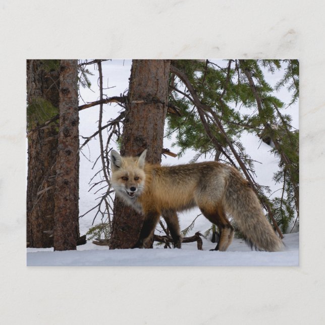 Rocky Mountain Fox Colorado Wildlife Postcard (Front)