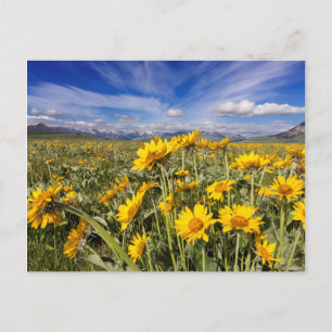 Rocky Mountain Front Range Postcard