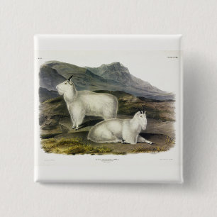 Rocky Mountain Goat (Capra Americana by Audubon 15 Cm Square Badge