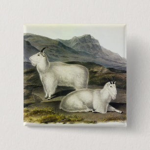 Rocky Mountain Goat (Capra Americana by Audubon 15 Cm Square Badge